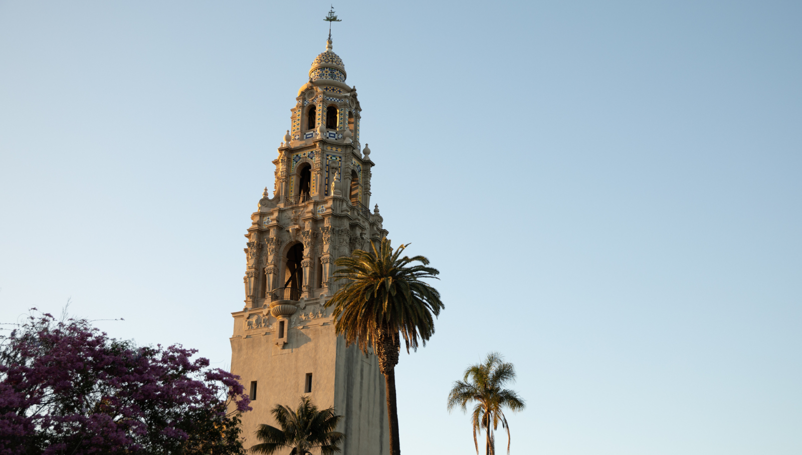 View of California Tower in the early evening, with palm trees in the foreground.