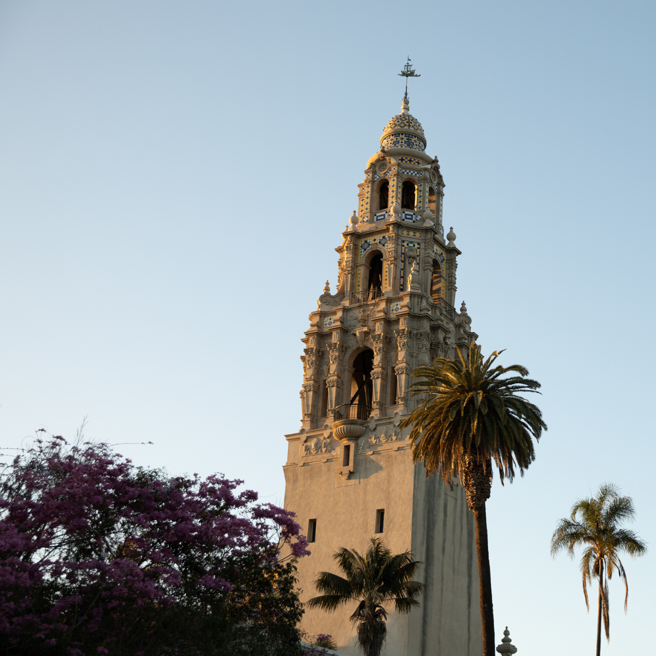 View of California Tower in the early evening, with palm trees in the foreground.