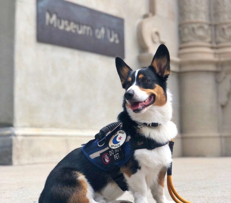 Photo of Cudi, the corgi out front of the Museum of Us